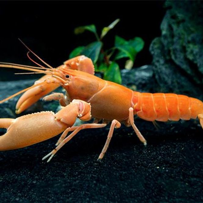 Hovedbilde Cherax Holtthusi orange coral 4-6cm