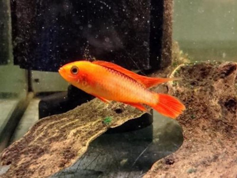 Apistogramma Agassizii fire red