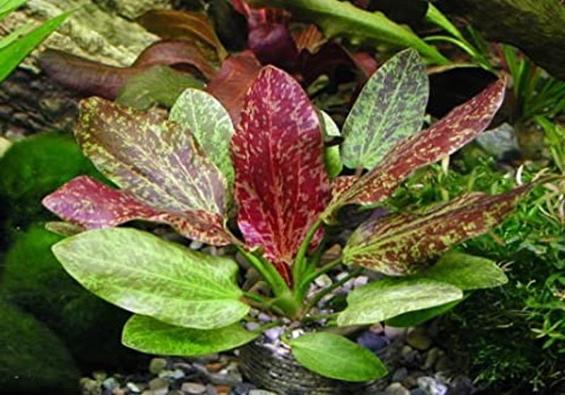 Echinodorus Red Flame
