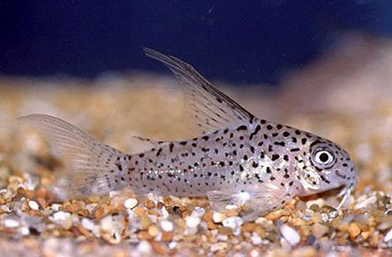 Corydoras Loretoensis