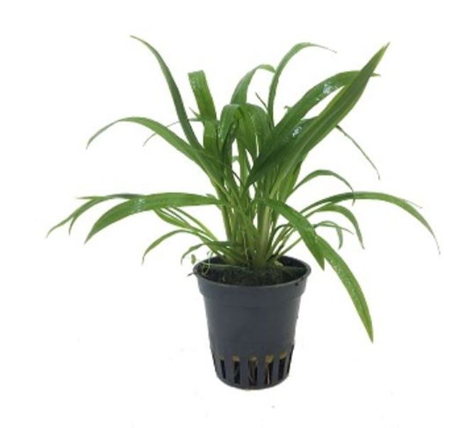 Hovedbilde Cryptocoryne costata