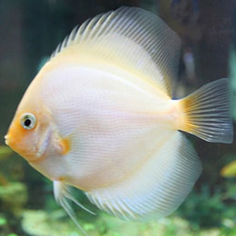 White Diamond Diskus 8-9cm