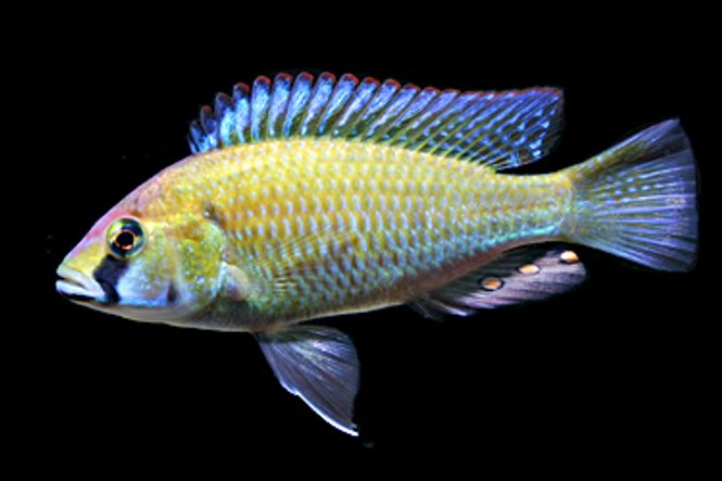 Hovedbilde  Astatotilapia Burtoni