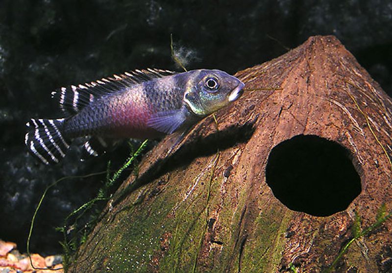 Nanochromis Transvestitus 