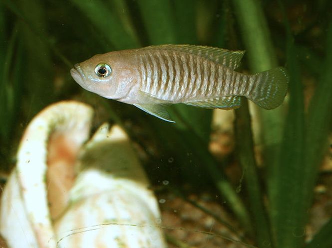 Hovedbilde Neolamprologus Multifasciatus