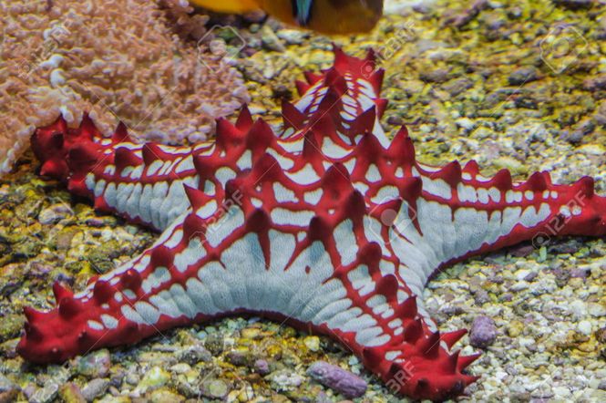 Hovedbilde protoreaster linckii 