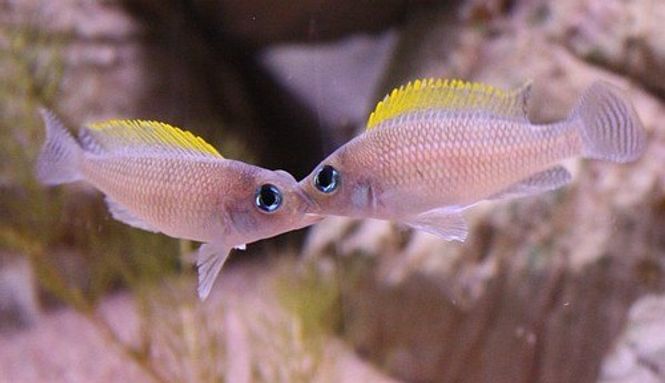 Hovedbilde Neolamprologus caudopunctatus