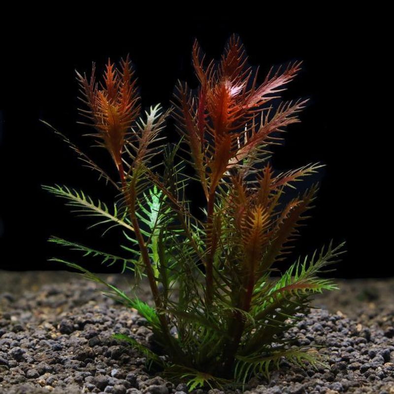 Proserpinaca palustris 