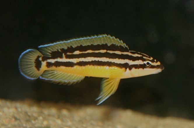 Hovedbilde Julidocromis ornatus