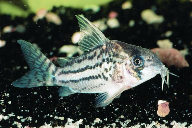 Hovedbilde Corydoras schwartzi VF 