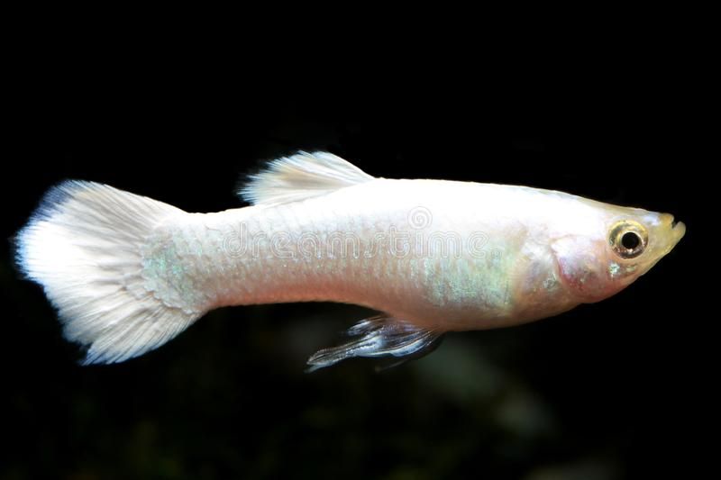 Poecilia reticulata - Snow White Tuxedo par 
