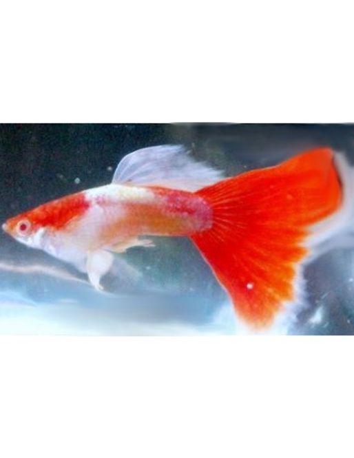 Hovedbilde Poecilia reticulata - Santa Claus par 