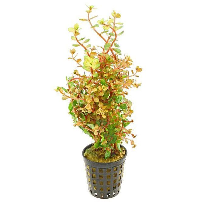 Hovedbilde Rotala rotundifolia  Akvarieplante