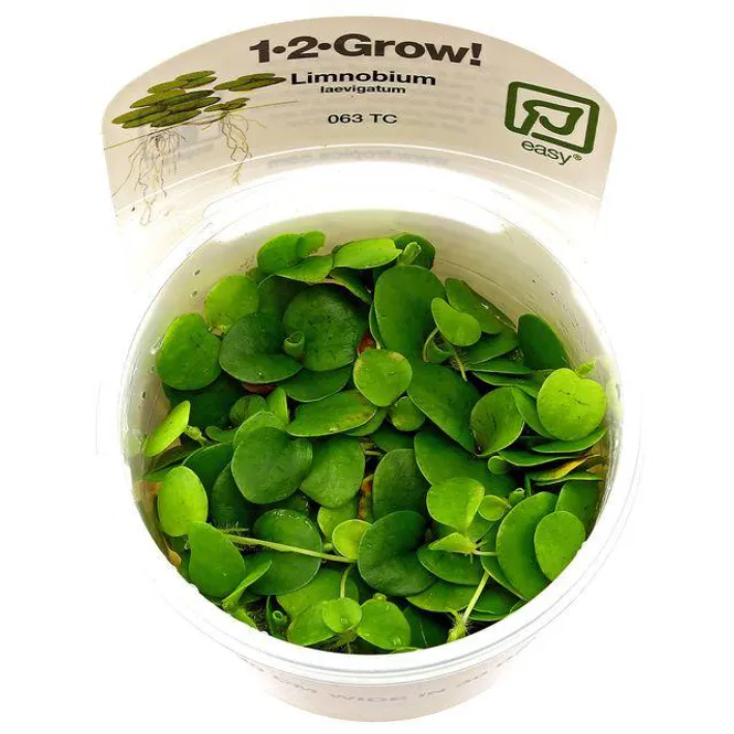 Hovedbilde Limnobium laevigatum - 1-2 Grow!