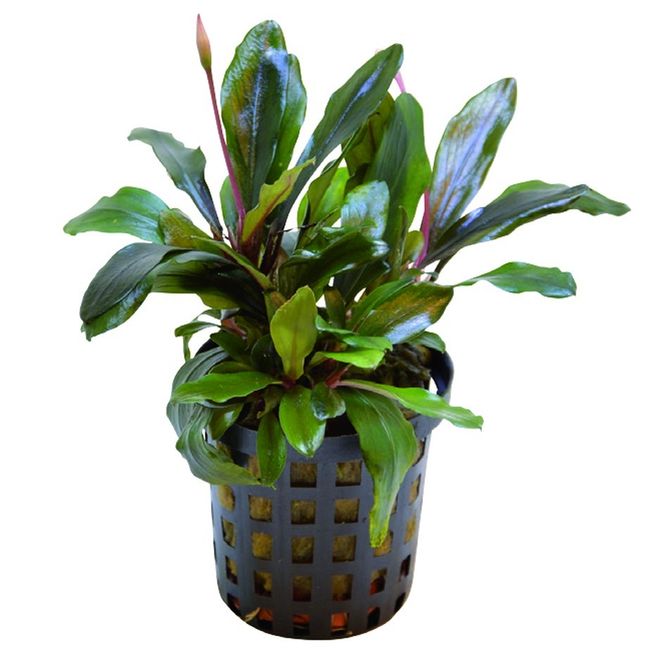 Hovedbilde Bucephalandra Blue green