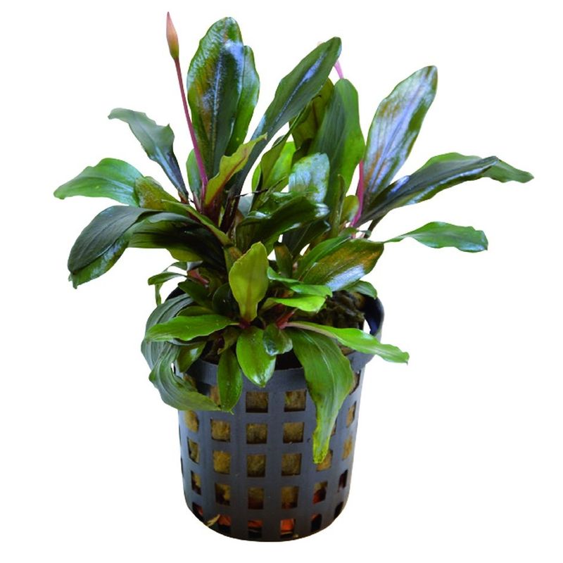 Bucephalandra Blue green