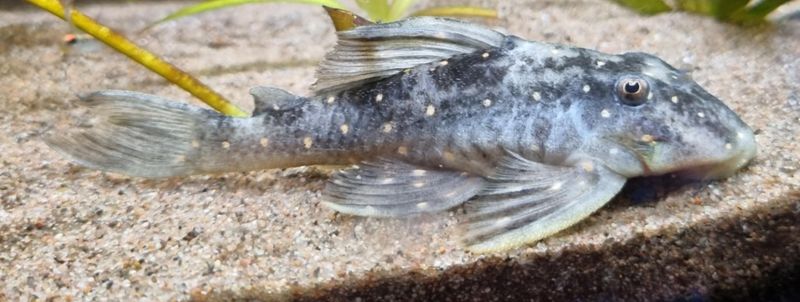 Panaqolus Albomaculatus LDA31 10-12cm