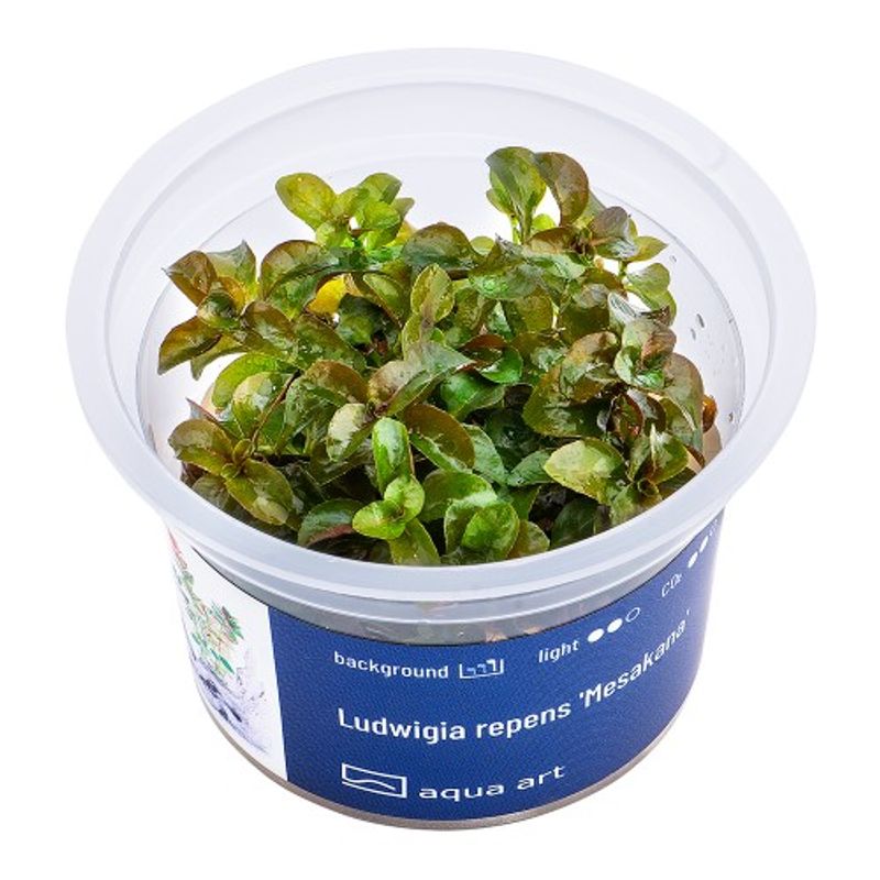 Aqua-Art Invitro Ludwigia repens 'Mesakana'