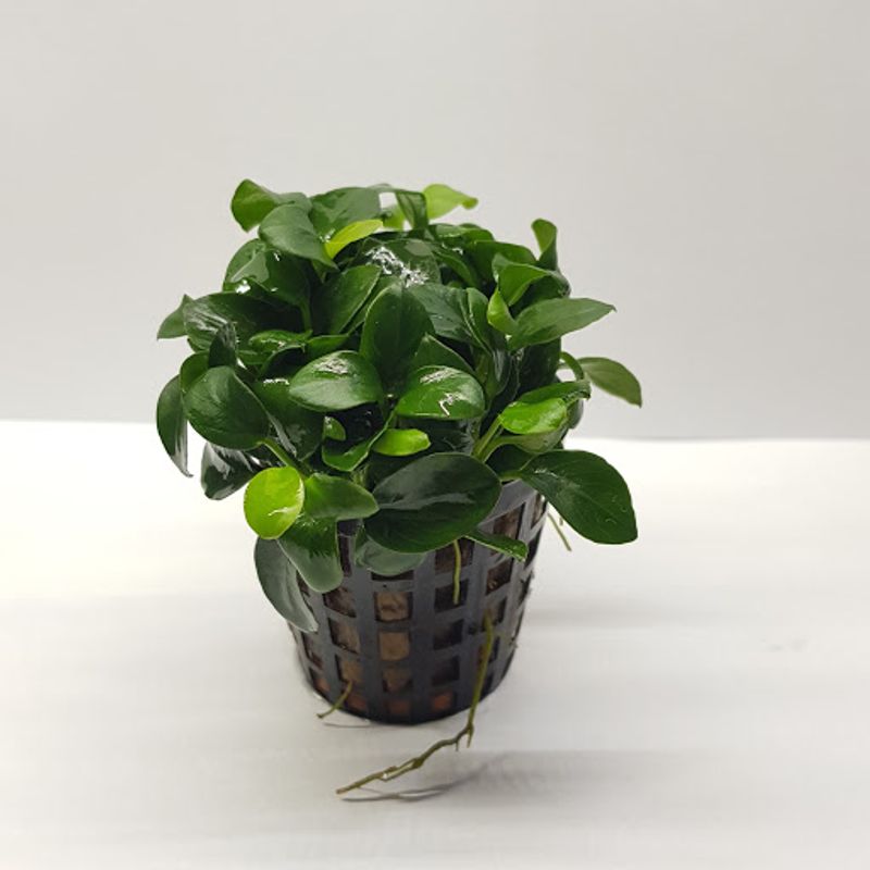 Anubias Nana Bonsai 
