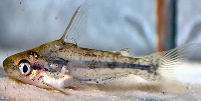 Hovedbilde Chandramara	chandramara	