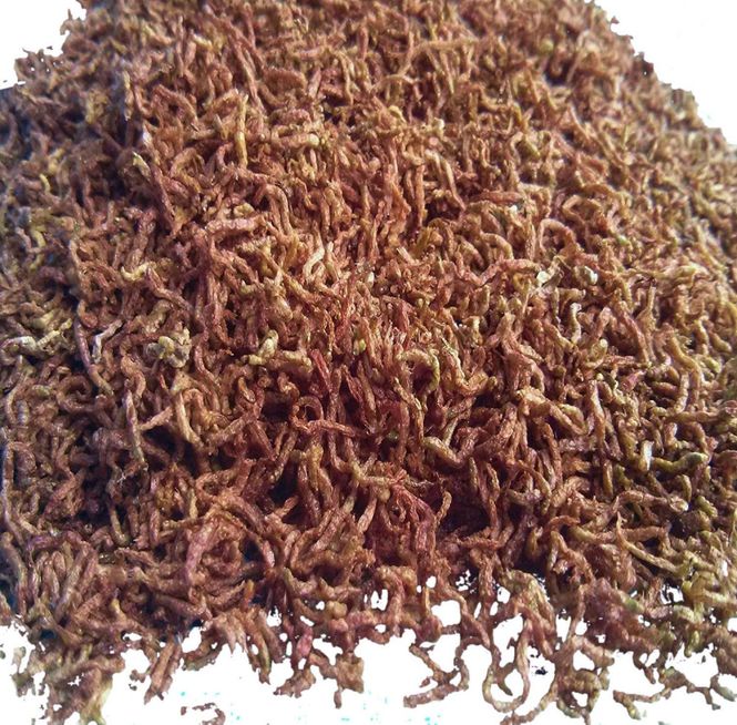Hovedbilde Frysetørket Bloodworms - 100ml 