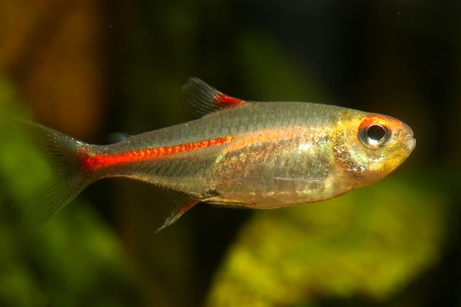 Hovedbilde Glødebåndstetra