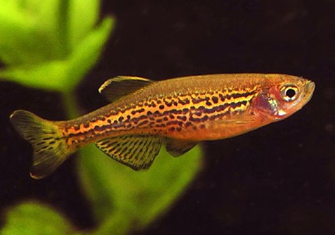 Hovedbilde  Leopard danio