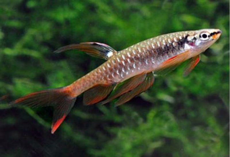  Sprøyte tetra 