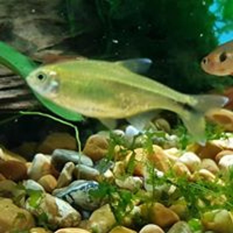  Kobber Tetra