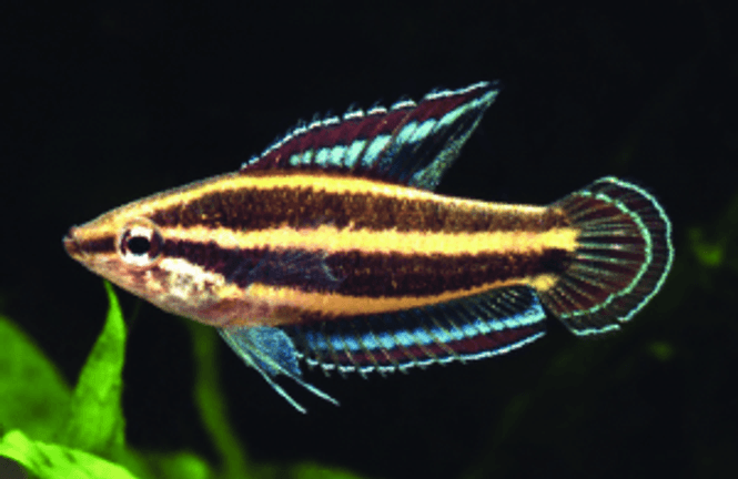 Hovedbilde Lakris Gurami VF /Parosphromenus deissneri