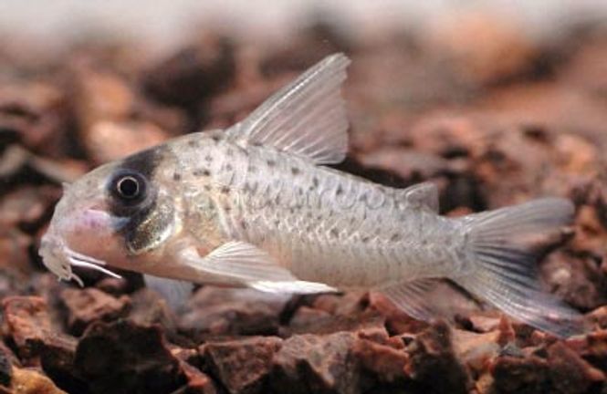 Hovedbilde Corydoras Atropersonatus VF 