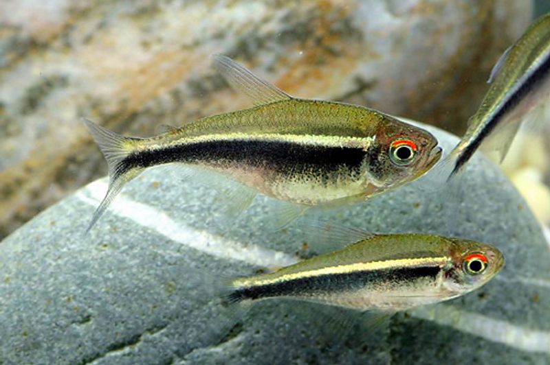  Svart Neontetra 