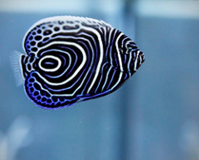 Hovedbilde Pomacanthus semicircularis / Koran Keiser 6-8cm