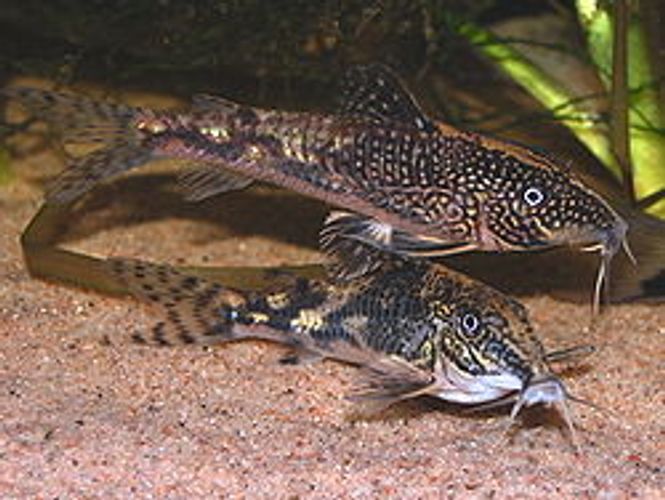 Hovedbilde Scleromystax barbatus  2,5-3cm 