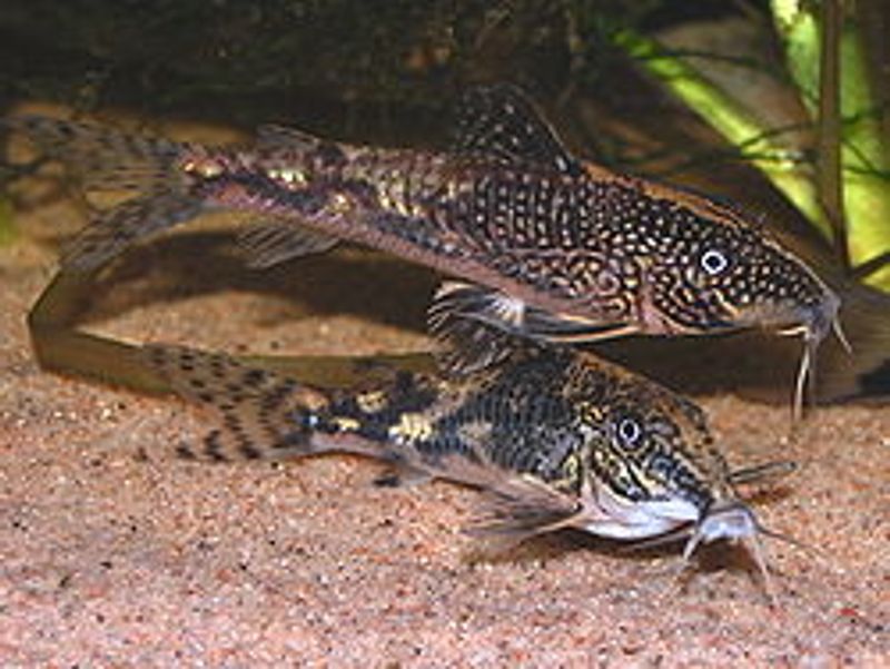 Scleromystax barbatus 4-5cm 