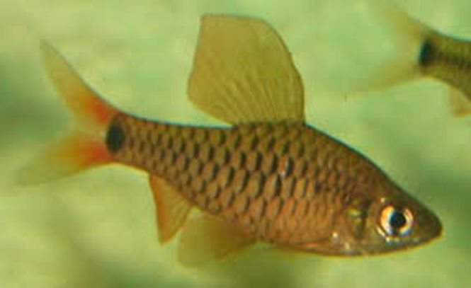 Hovedbilde Oreichthys sp. Burma Redfin 2.5-3cm