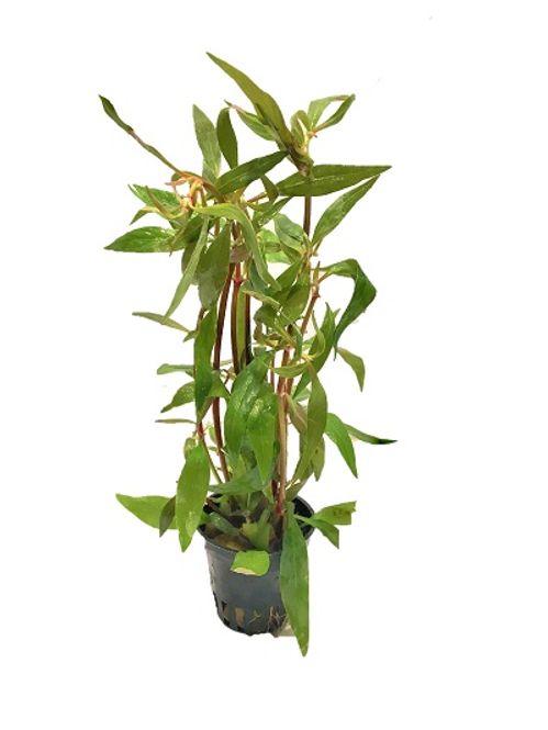 Hovedbilde Alternanthera reineckii MIni Akvarieplante