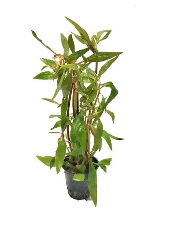 Alternanthera reineckii MIni Akvarieplante