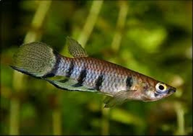 Hovedbilde  Epiplatys Dageti