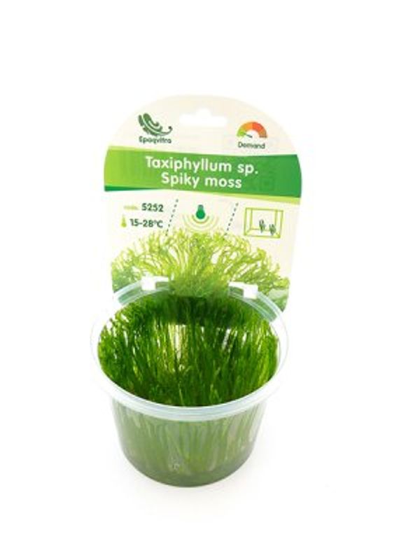 SPIKY MOSS EPAQVITRO