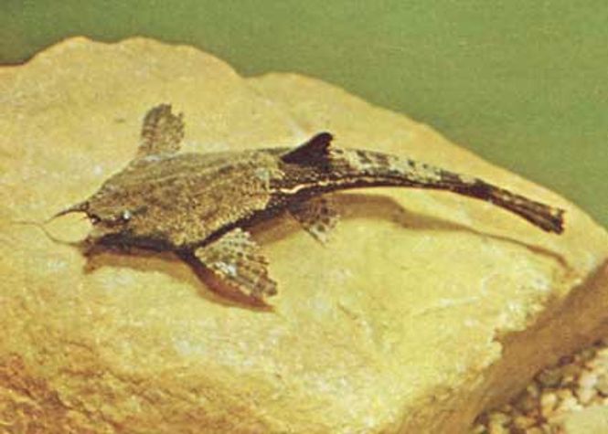 Hovedbilde Tofarget banjomalle VF