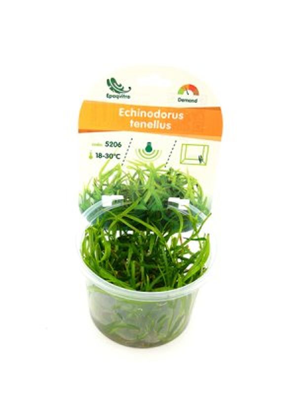ECHINODORUS TENELLUS EPAQVITRO