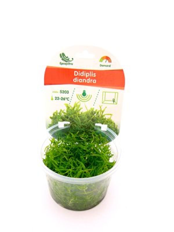 DIDPLIS DIANDRA EPAQVITRO