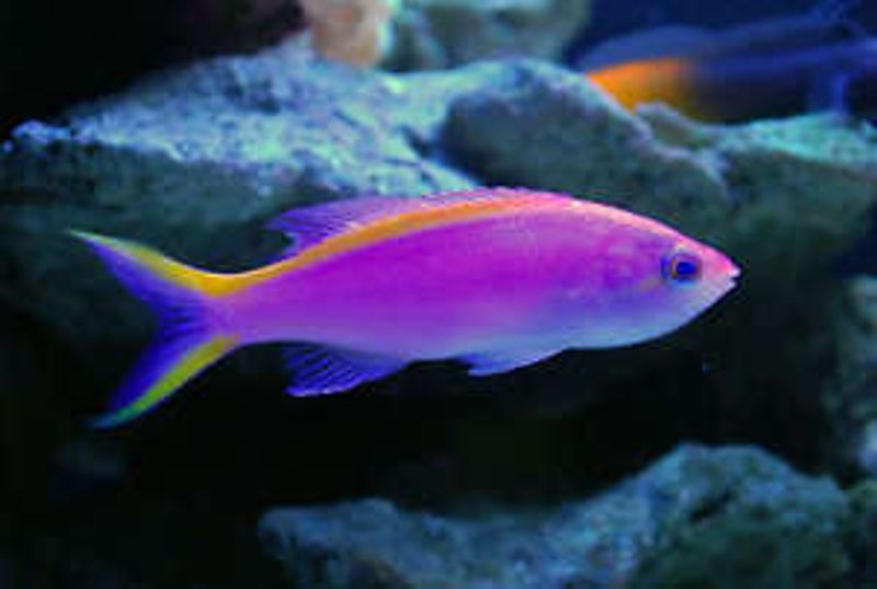 Pseudanthias tuka