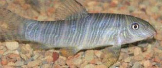 Hovedbilde Botia striata 