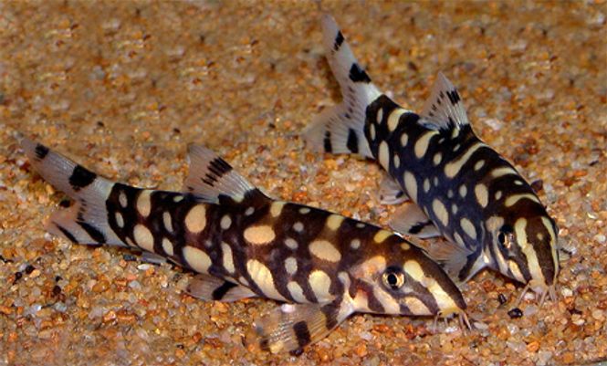 Hovedbilde POLKADOT BOTIA 6-8cm