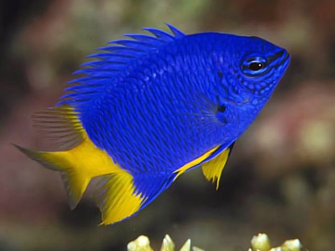 Hovedbilde Chrysiptera parasema / Gulstjert Frøkenfisk