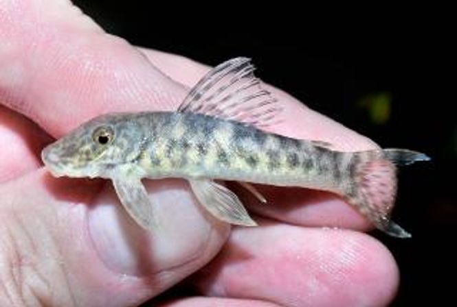 Hovedbilde CHAETOSTOMA L447