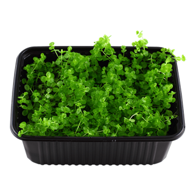 Hovedbilde Micranthemum umbrosum (matte 10x14cm)