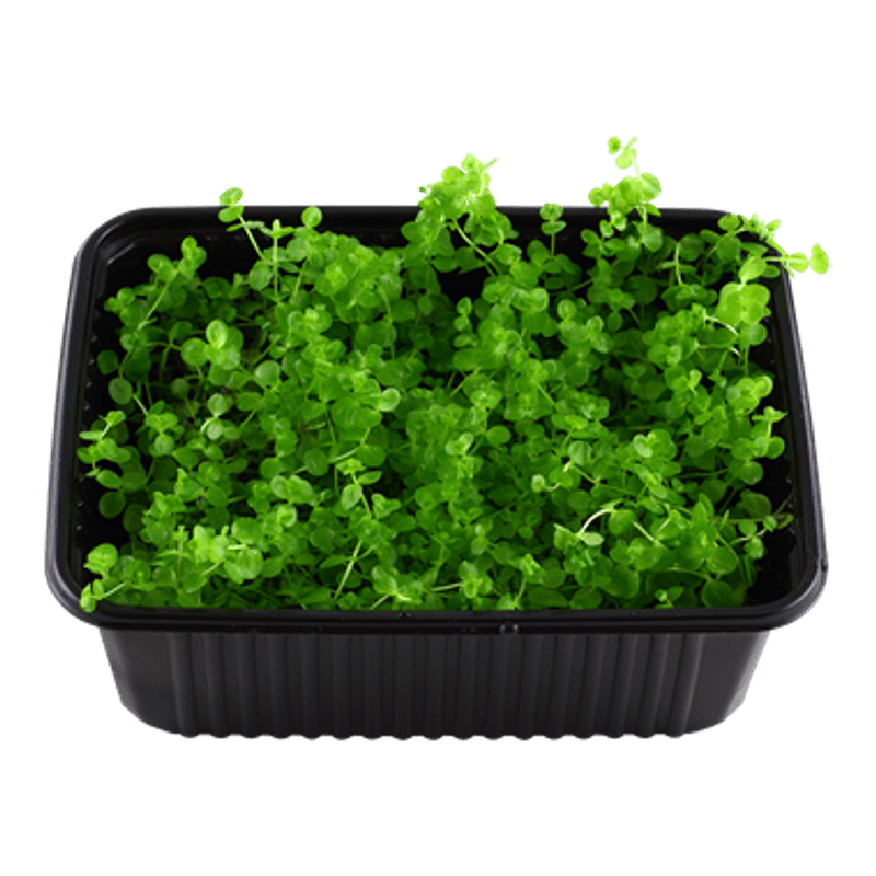 Micranthemum umbrosum (matte 10x14cm)
